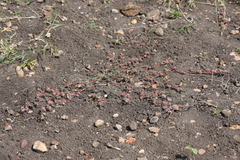 Euphorbia corrigioloides